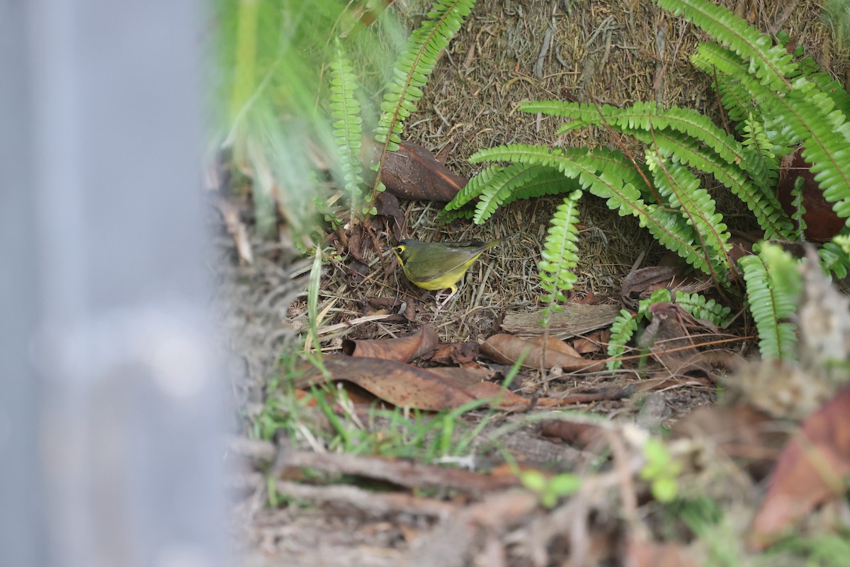 Kentucky Warbler - ML646334928