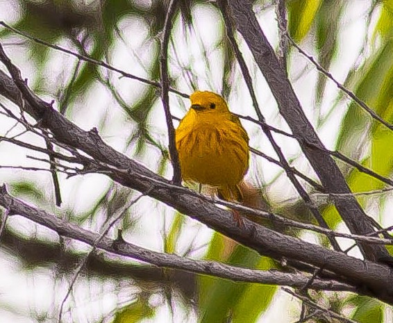 Northern Yellow Warbler - ML646334936