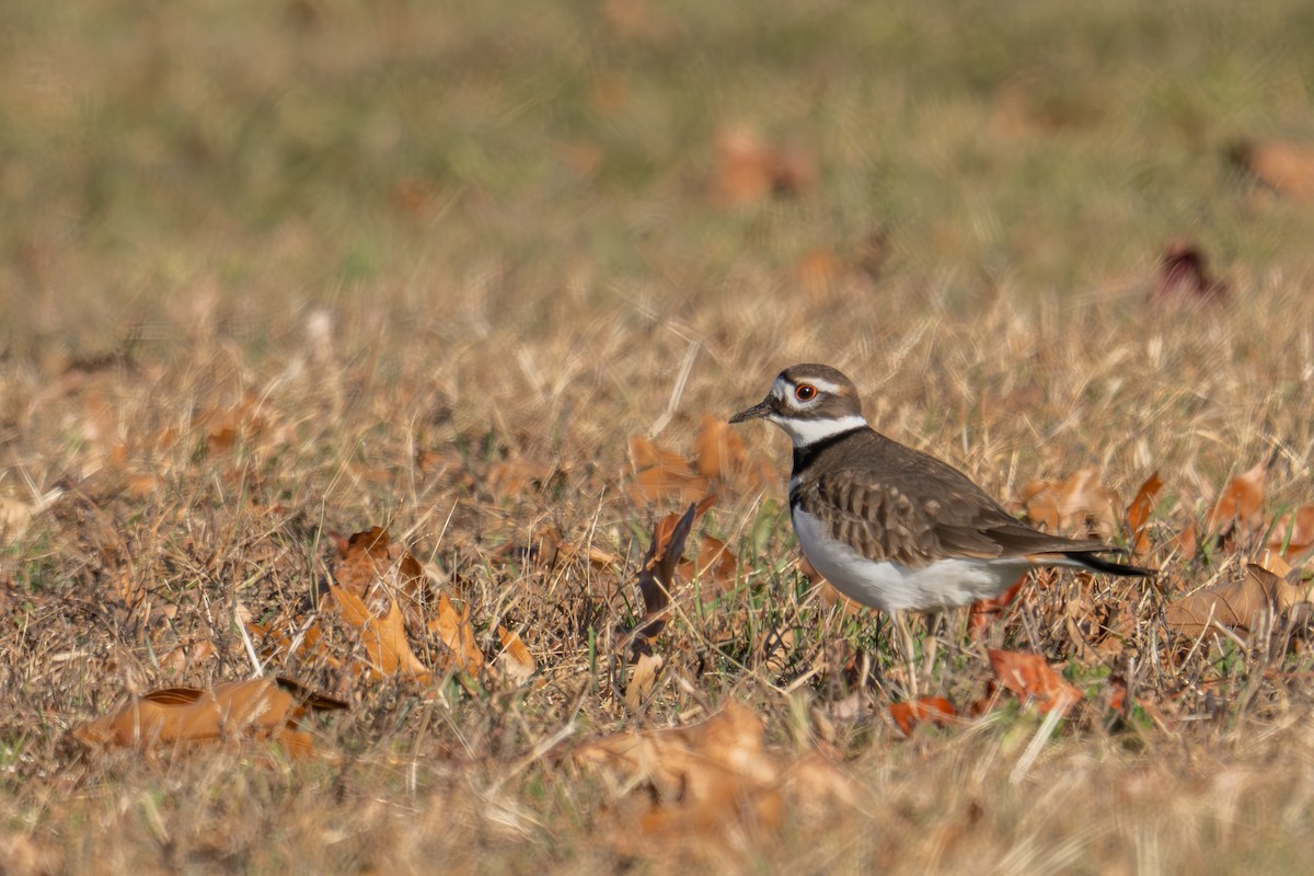 Killdeer - ML646334939