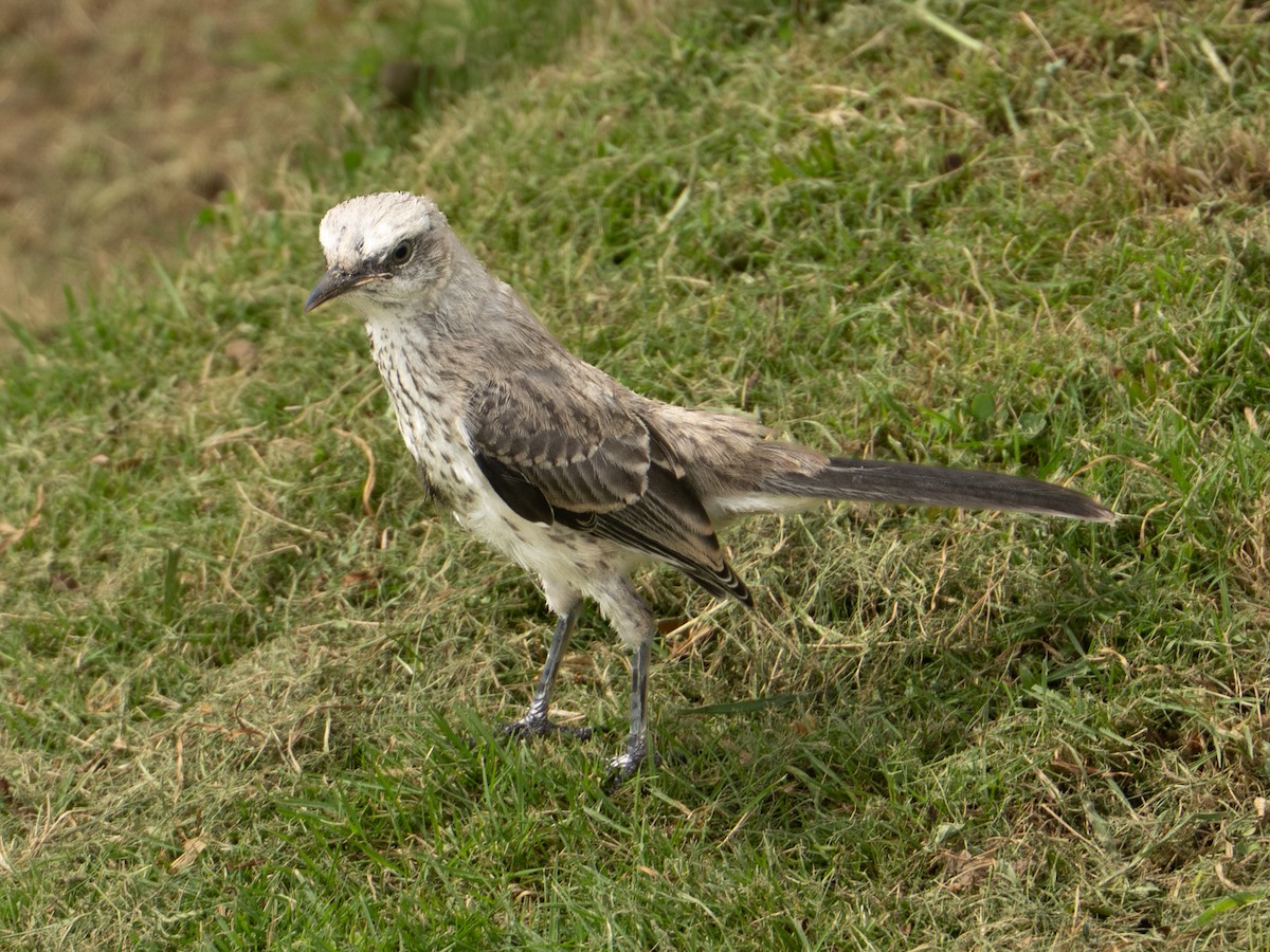 Tropikal Taklitçi - ML646334941