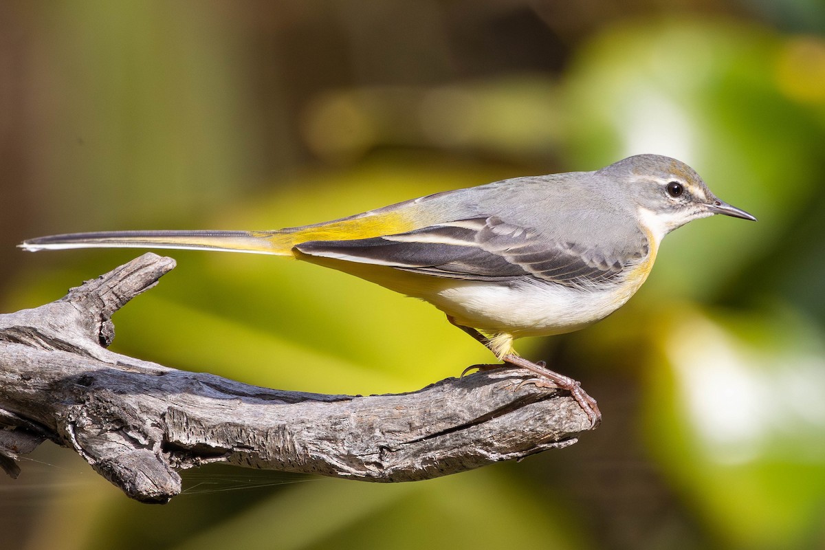 Gray Wagtail - ML646334944