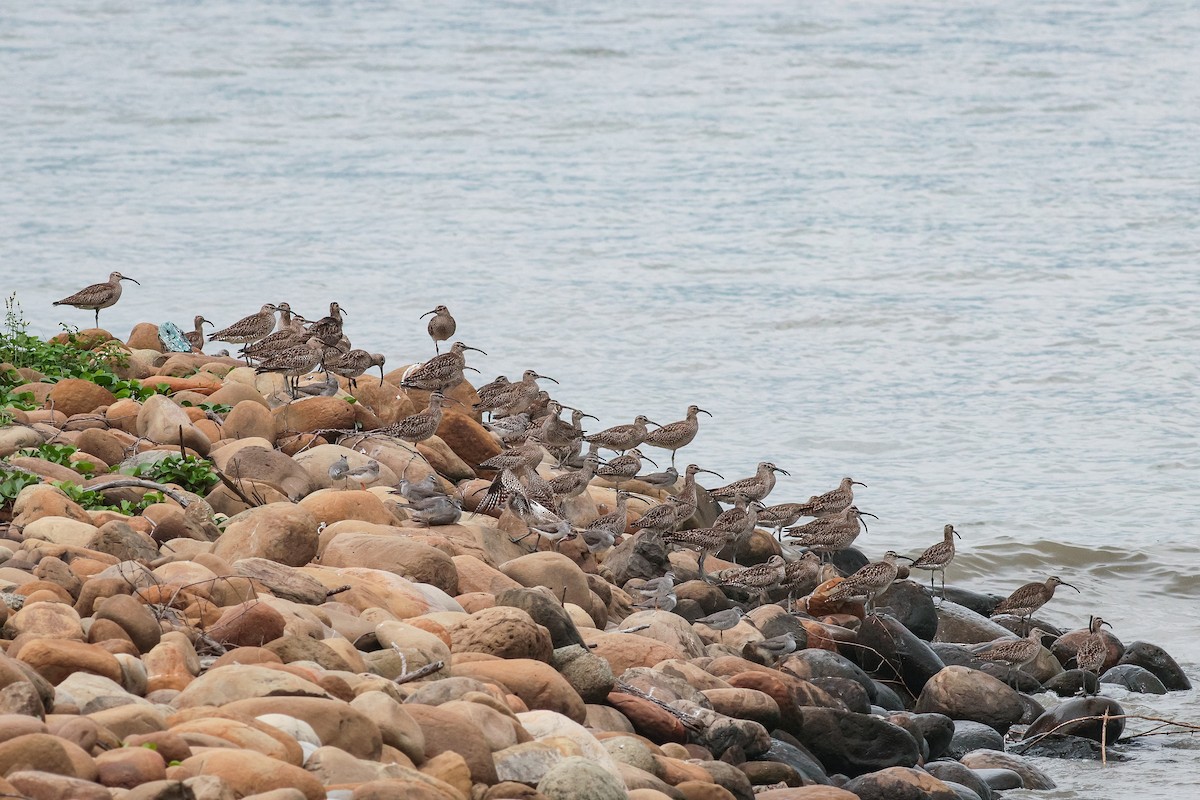 Eurasian Whimbrel (Siberian) - ML646334945