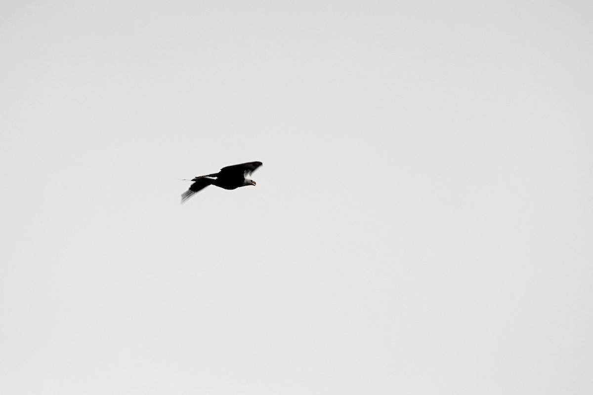 Bald Eagle - ML646334947