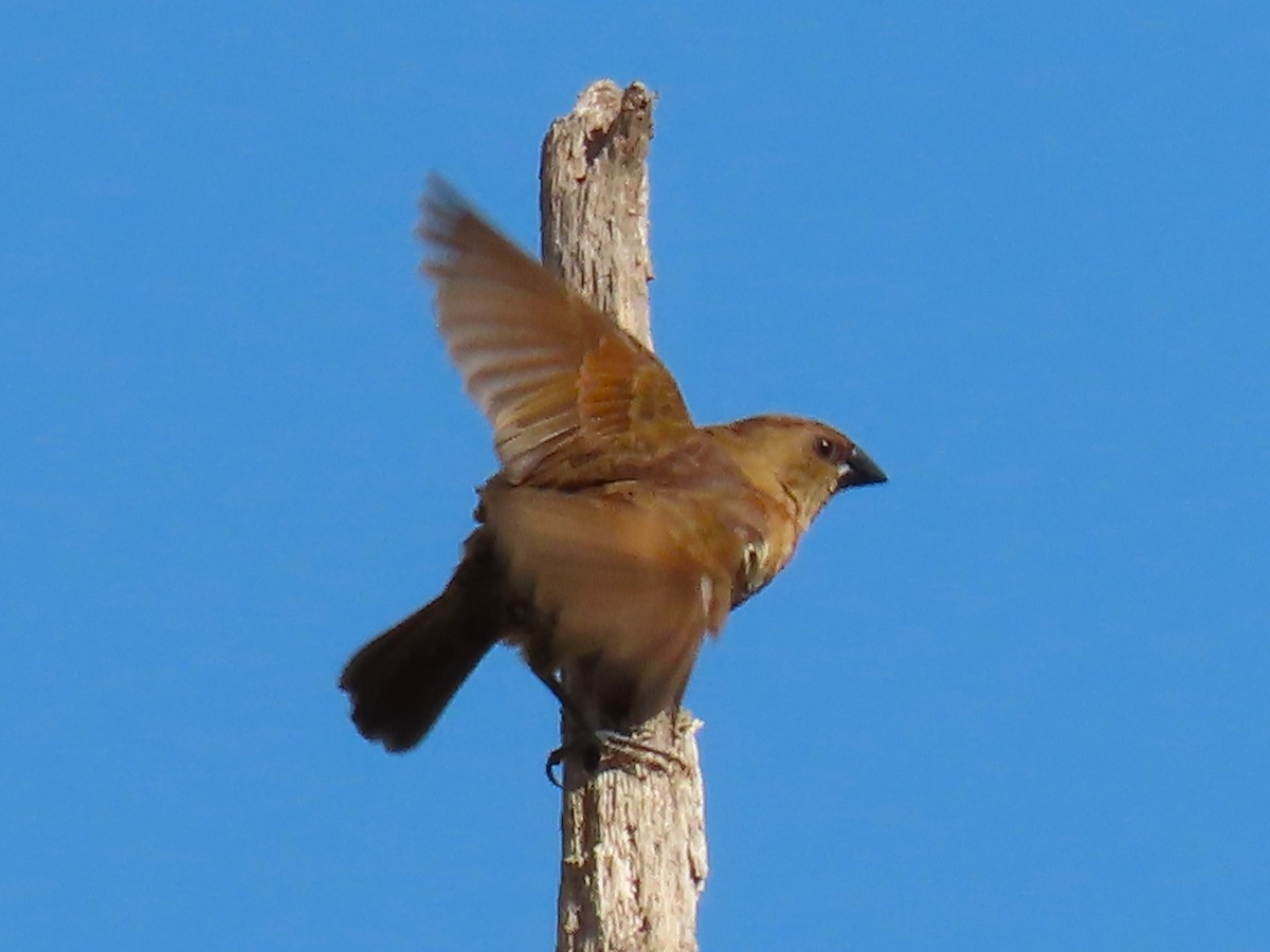 Capucin damier - ML646334948