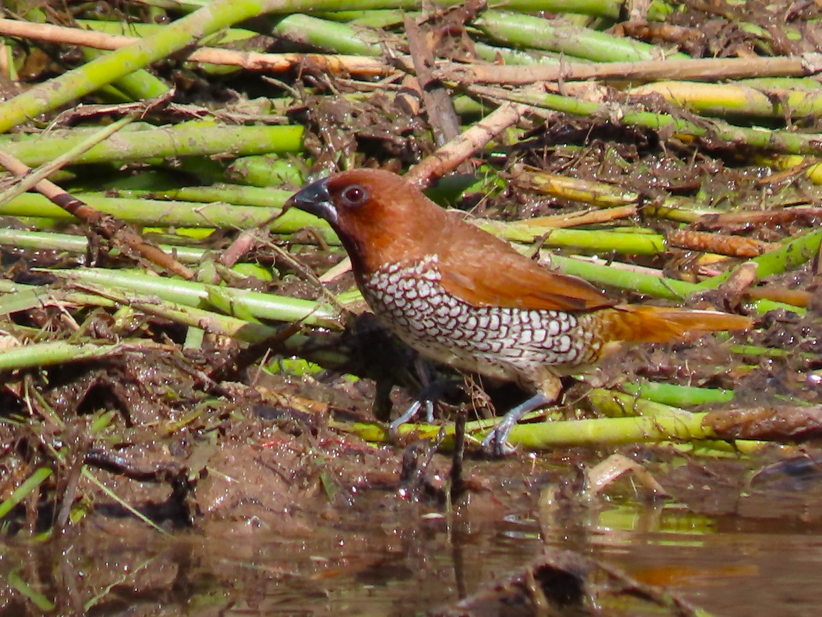 Capucin damier - ML646334949