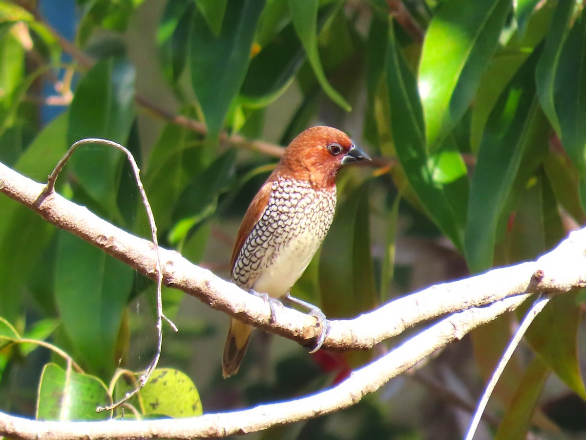 Capucin damier - ML646334950