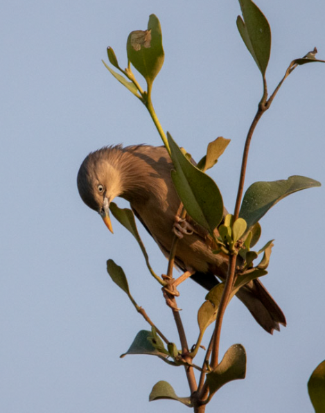 Malabar Starling - ML646334951