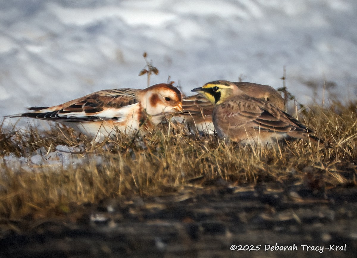 Snow Bunting - ML646334952