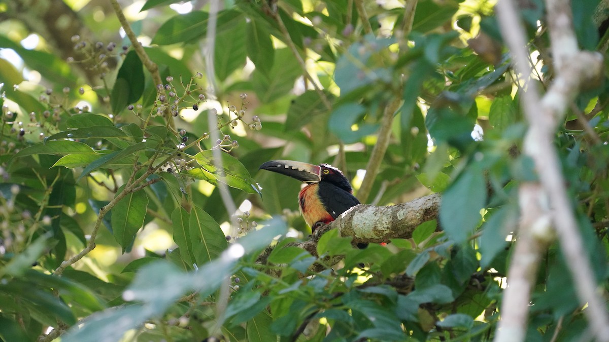 Araçari à collier - ML646334953