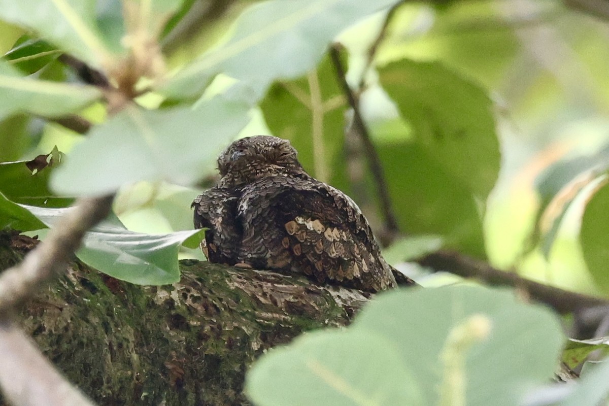 Лагс эргүүбор - ML646334954