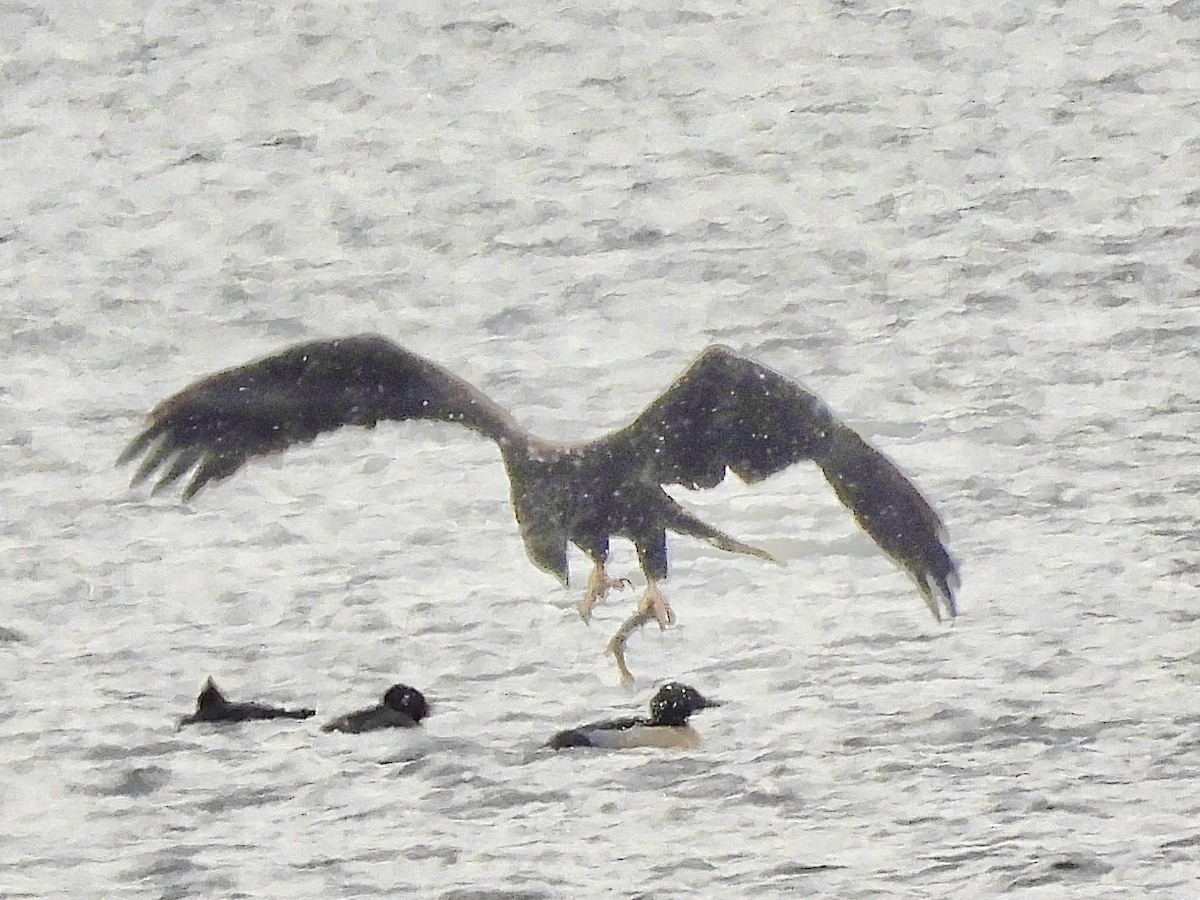 Bald Eagle - ML646334962