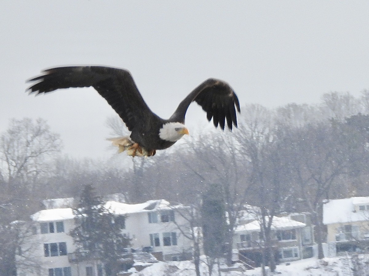 Bald Eagle - ML646334963