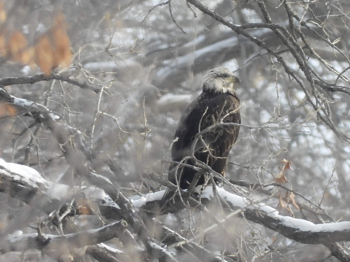 Bald Eagle - ML646334964