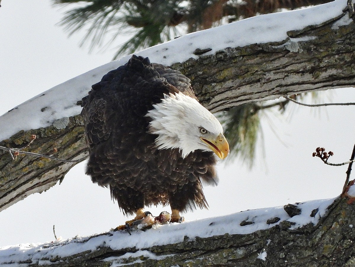 Bald Eagle - ML646334965