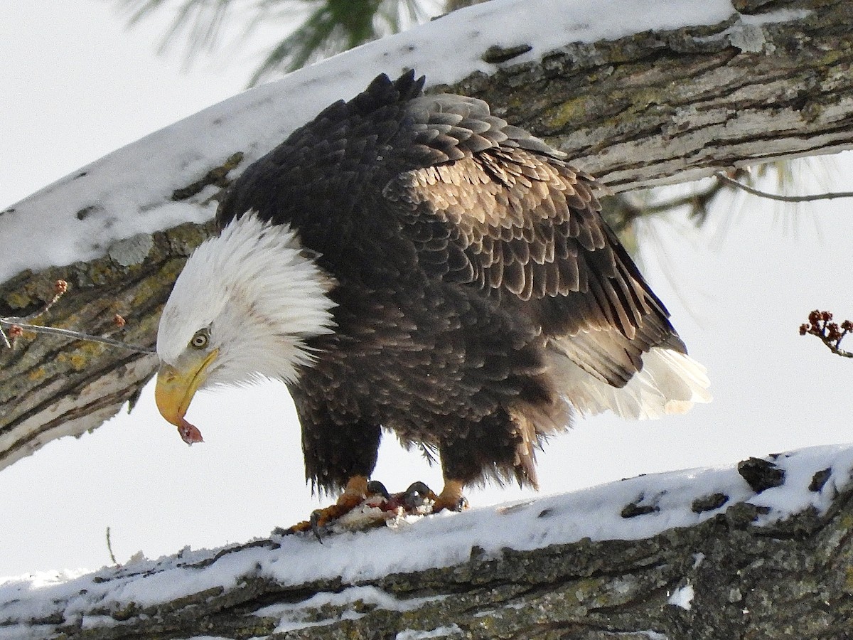 Bald Eagle - ML646334966
