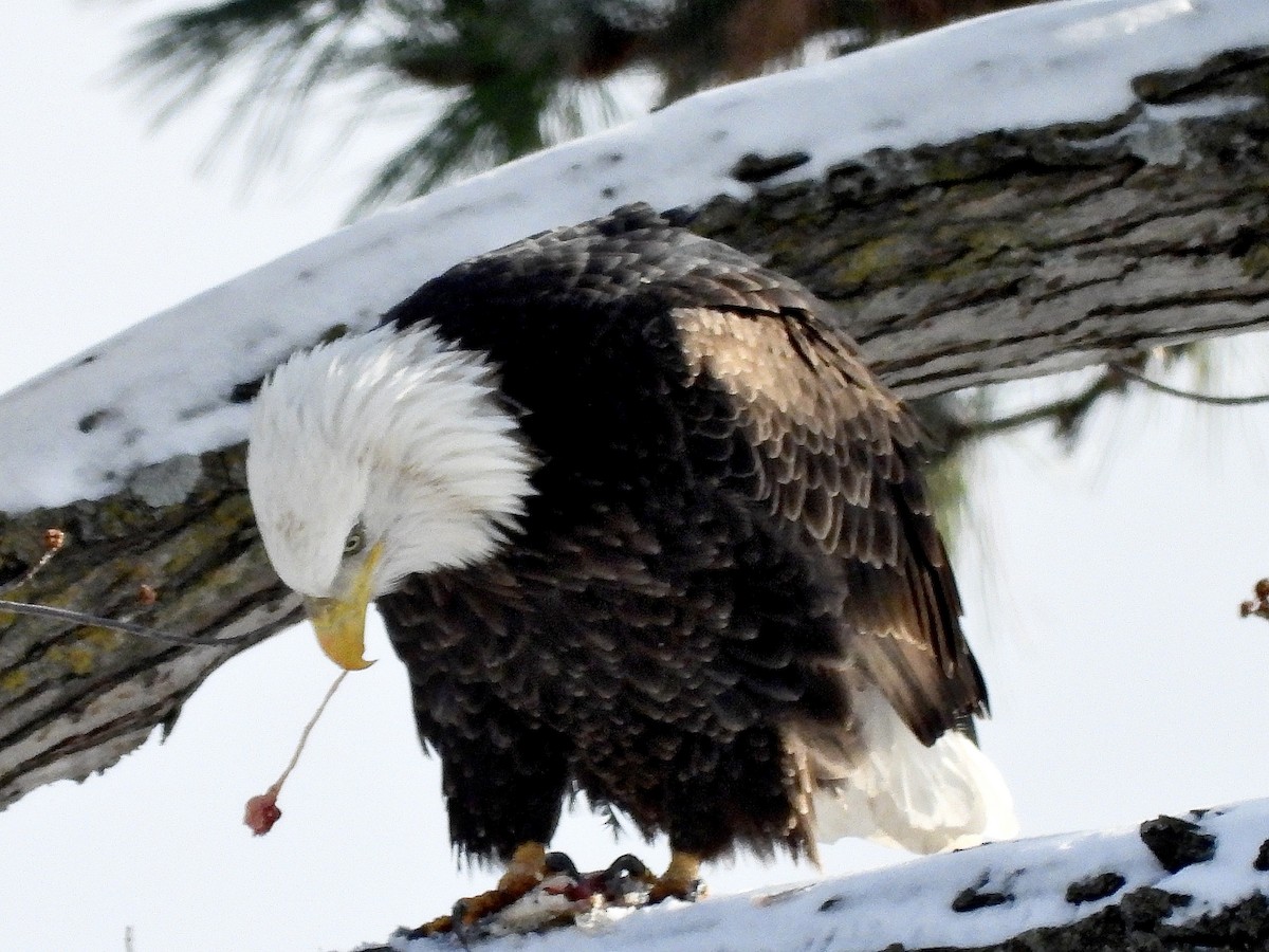 Bald Eagle - ML646334967