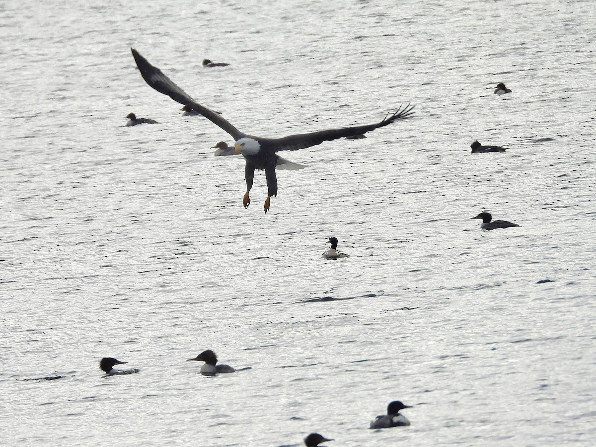 Bald Eagle - ML646334968