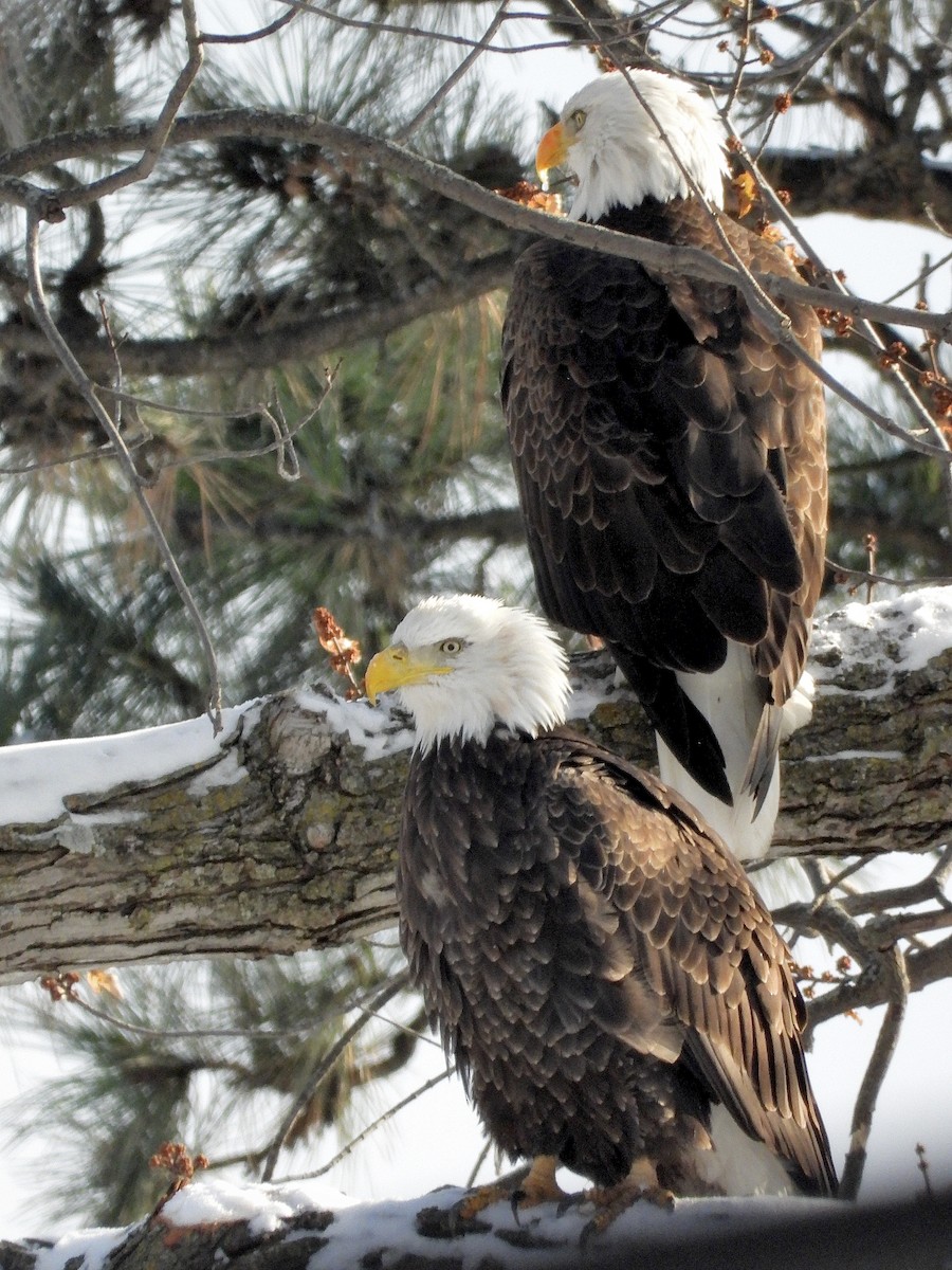 Bald Eagle - ML646334969