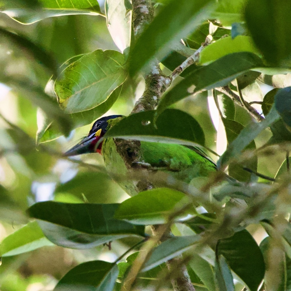 Black-banded Barbet - ML646334970
