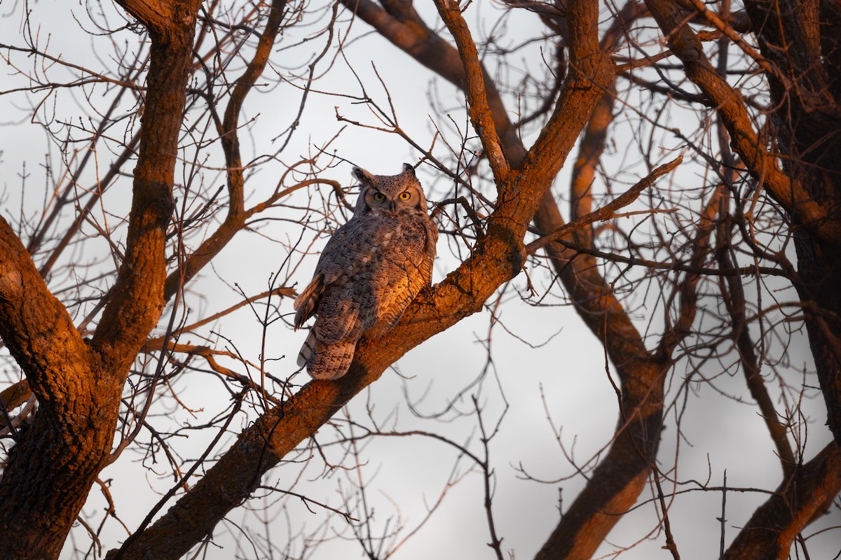 Great Horned Owl - ML646334973