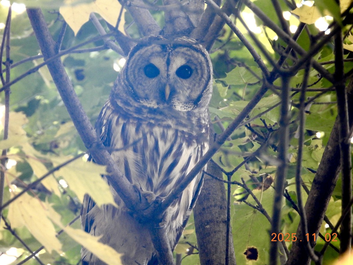 Barred Owl - ML646334979