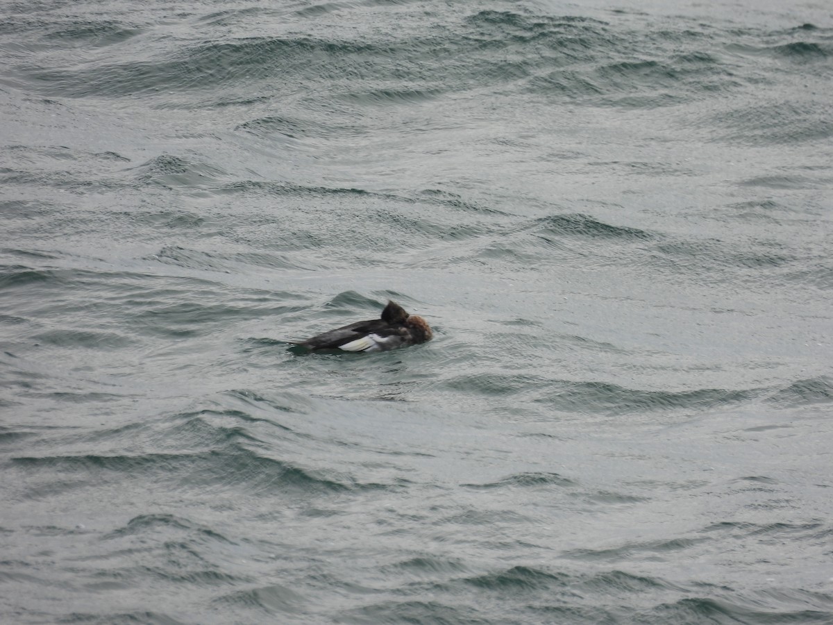 Крех середній - ML646334981