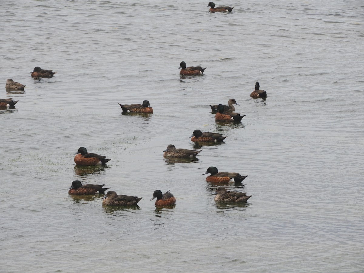 Kastanienente - ML646334982