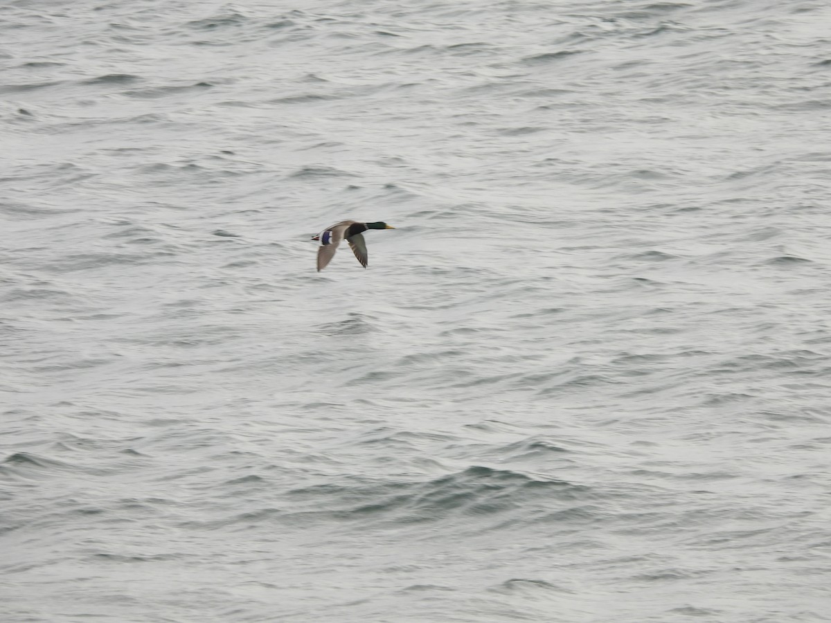 Mallard - ML646334983