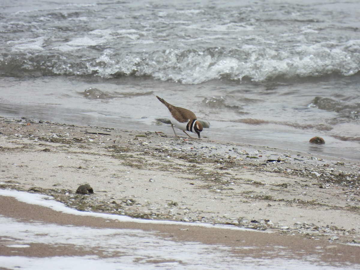 Killdeer - ML646334984