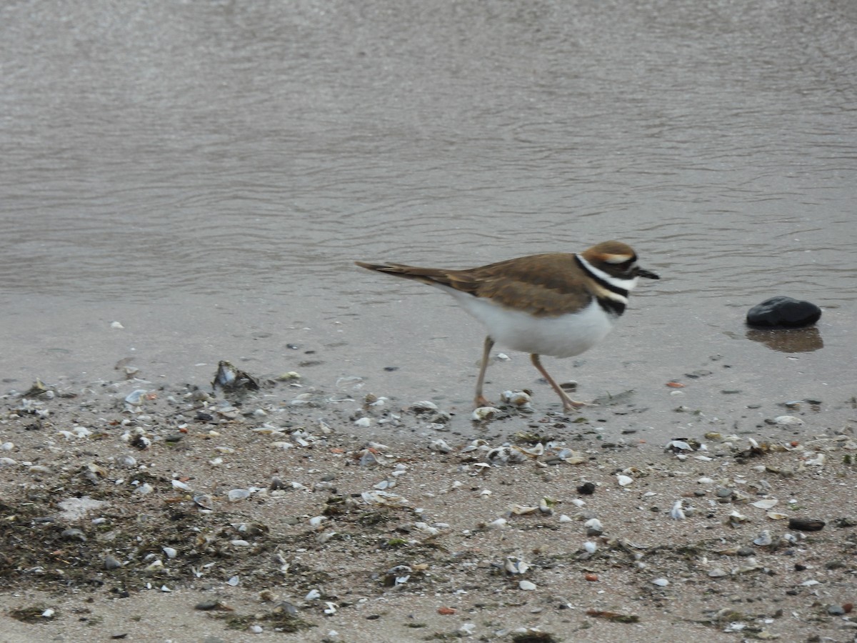 Killdeer - ML646334986