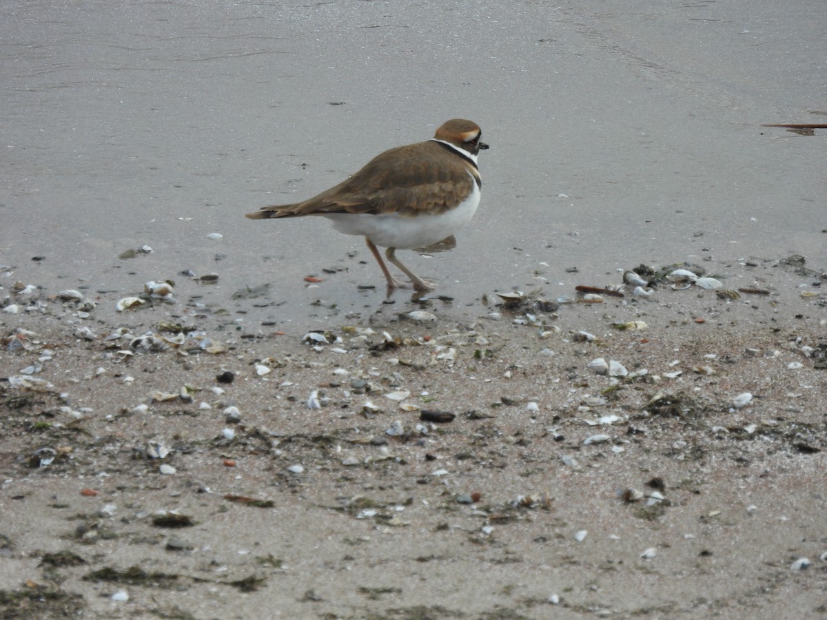 Killdeer - ML646334988