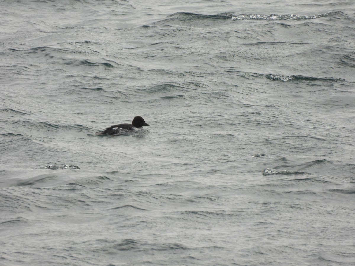 Common Goldeneye - ML646334989