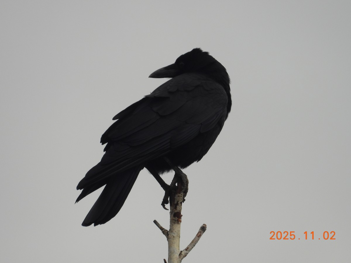 American Crow - ML646334991