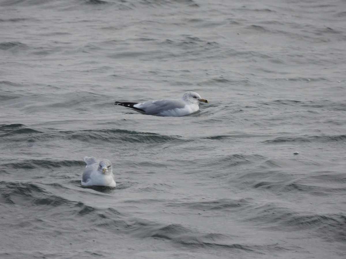 Ring-billed Gull - ML646334992