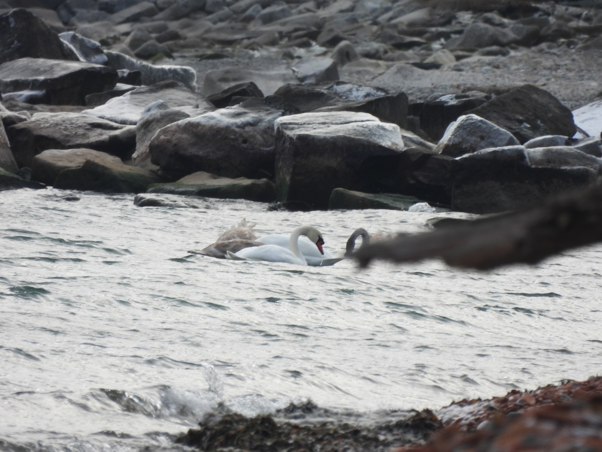 Лебідь-шипун - ML646334994