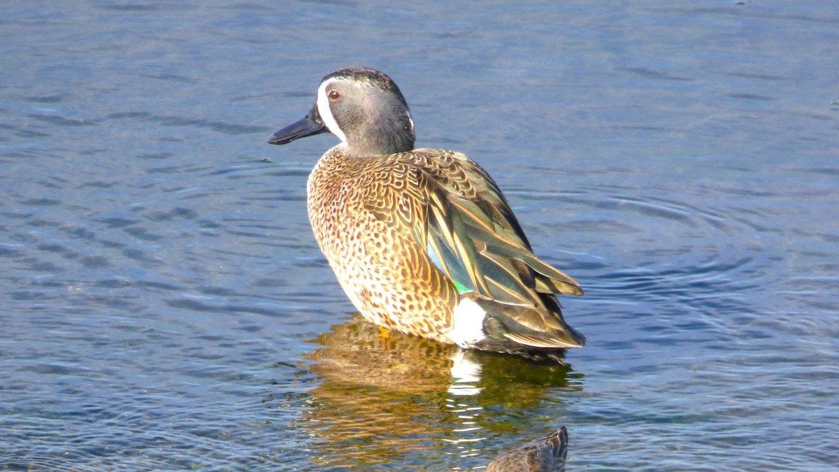 Blauflügelente - ML646334995