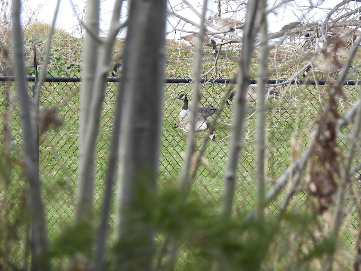 Canada Goose - ML646334997