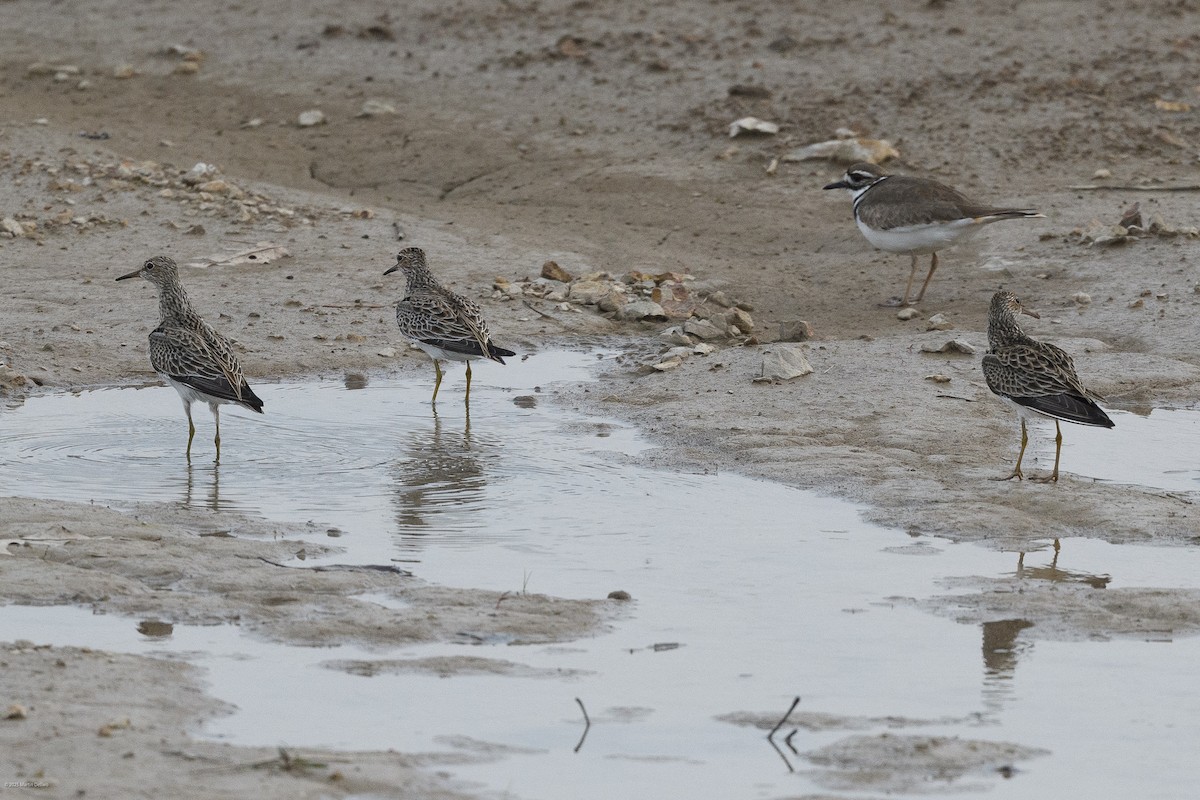 jespák skvrnitý - ML646335003