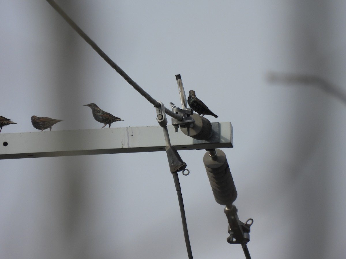 European Starling - ML646335004