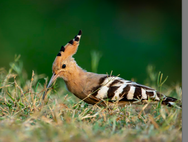 Argi-oilar arrunta - ML646335005