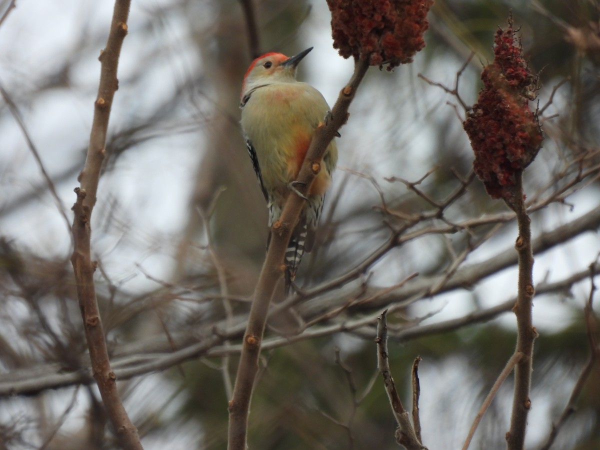 Red-bellied Woodpecker - ML646335006