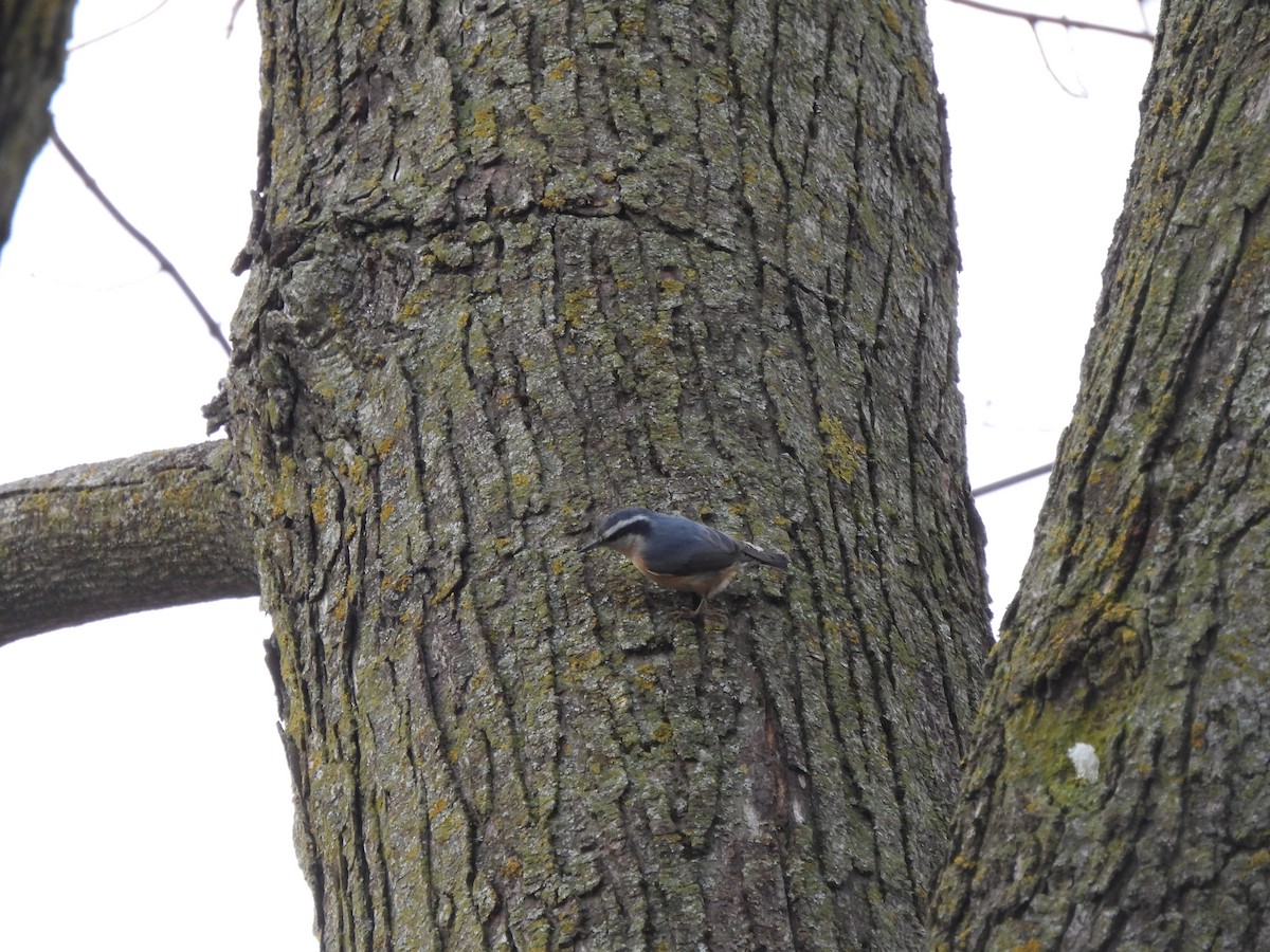 Red-breasted Nuthatch - ML646335014