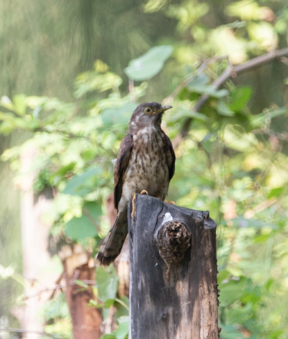 Common Hawk-Cuckoo - ML646335015
