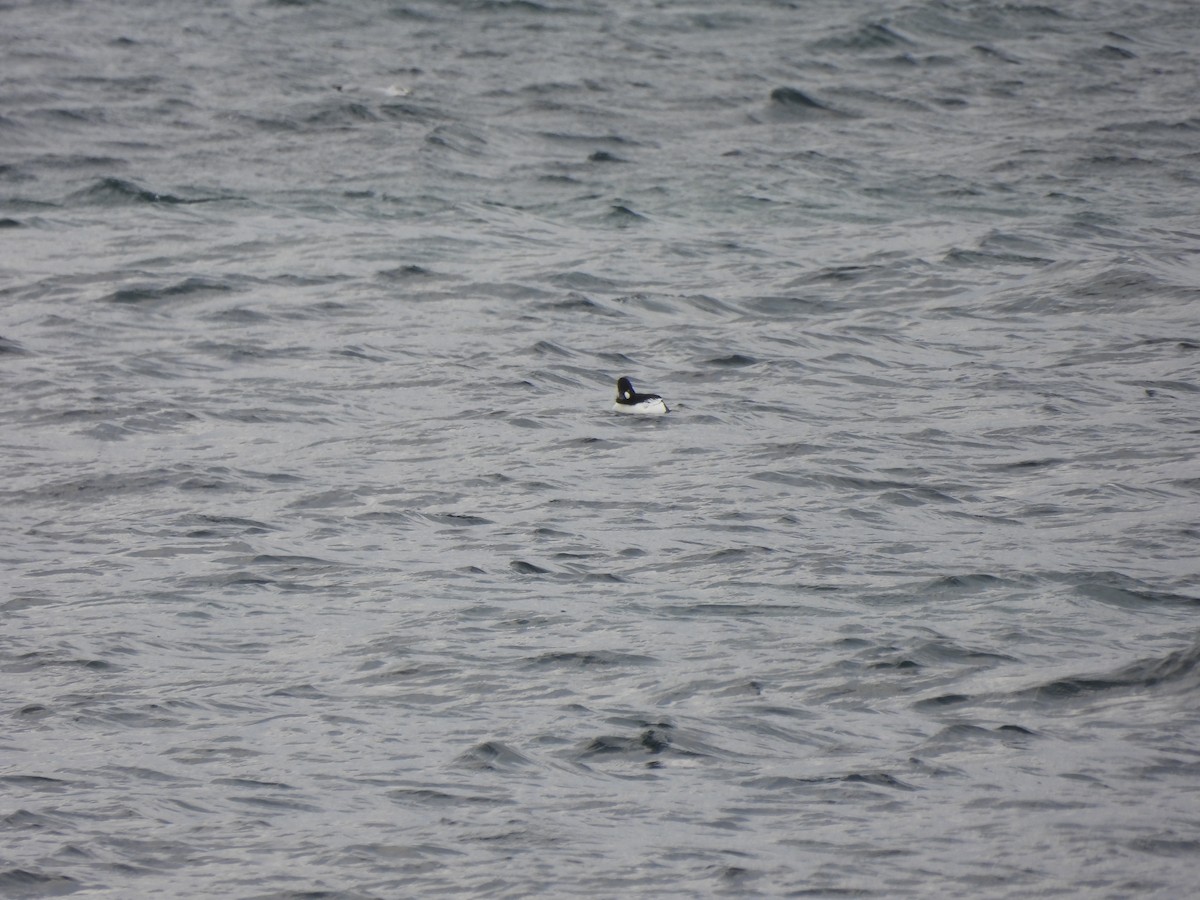 Common Goldeneye - ML646335016