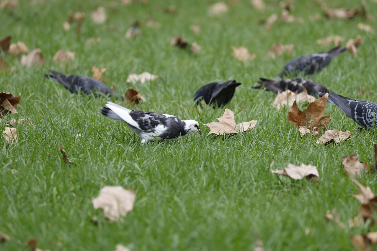 Felsentaube (Straßentaube) - ML646335017