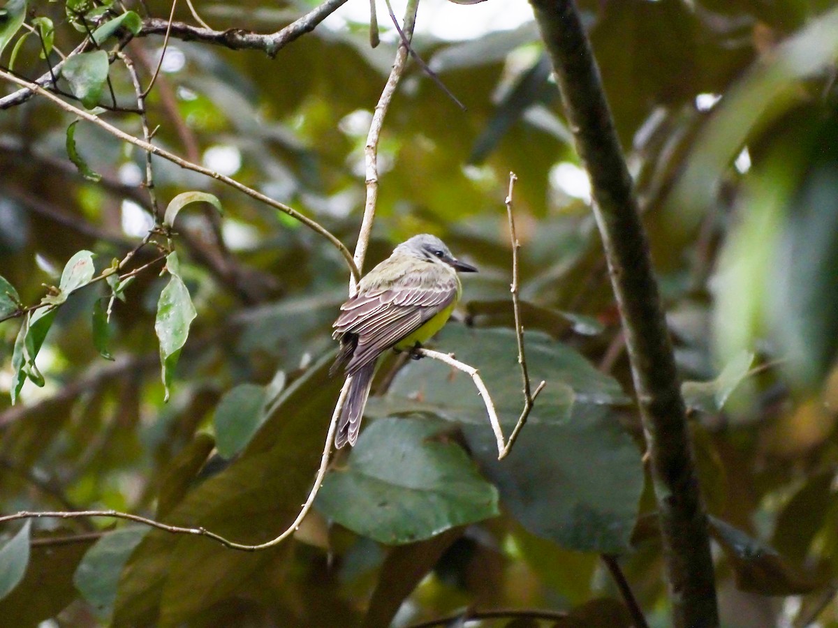 Tropical Kingbird - ML646335018