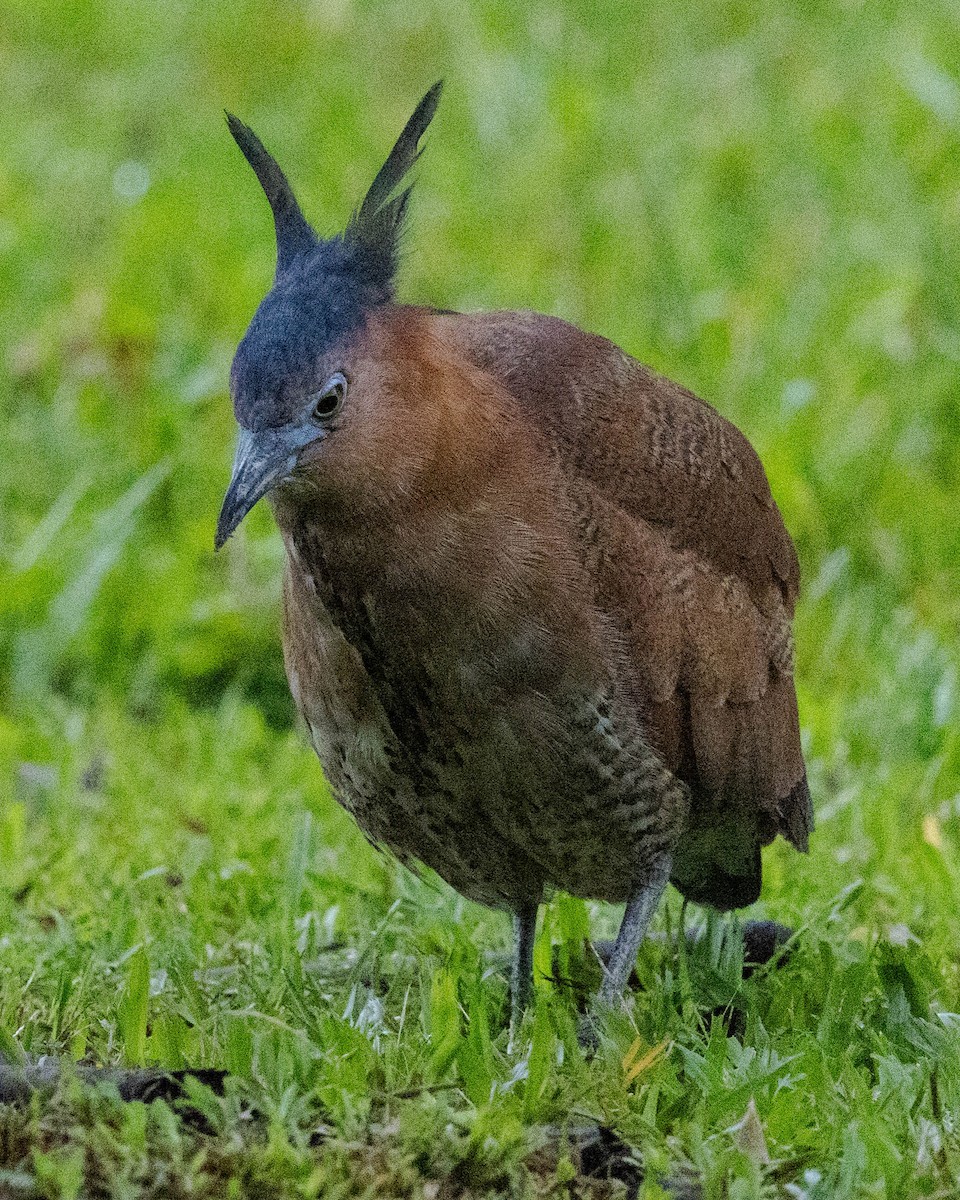 Malay Gece Balıkçılı - ML646335020