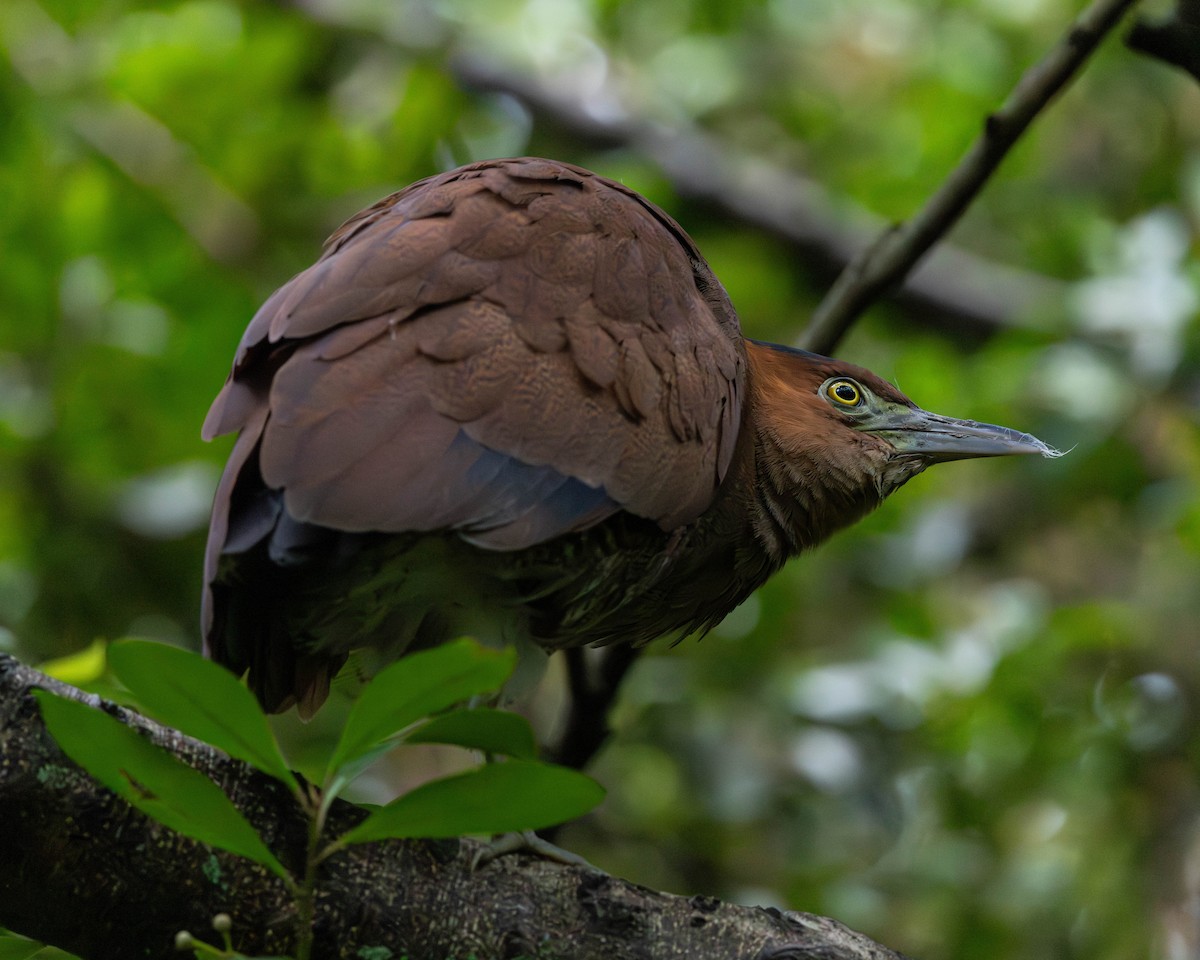 Malay Gece Balıkçılı - ML646335021