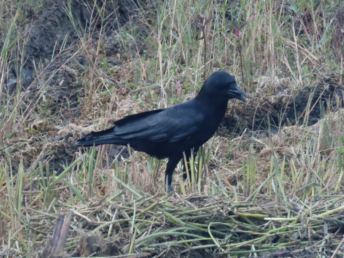 Corneille d'Amérique - ML646335023