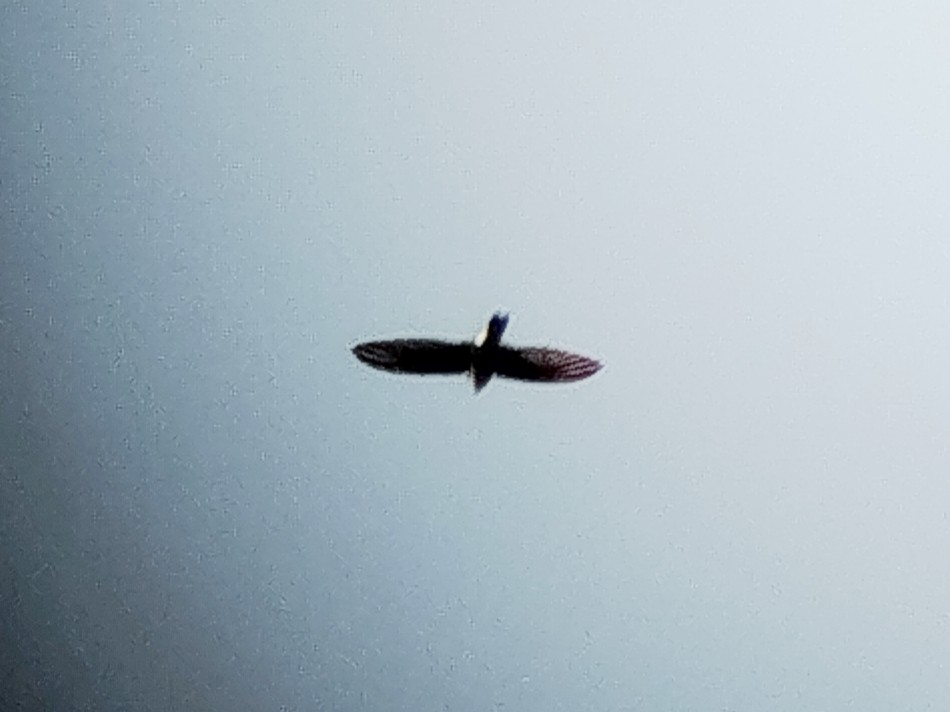 Weißnestsalangane - ML646335045